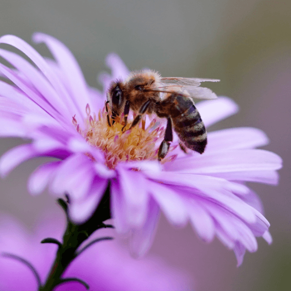 AntiFrelons21, spécialiste dans la capture et la relocalisation des essaims d’abeilles.