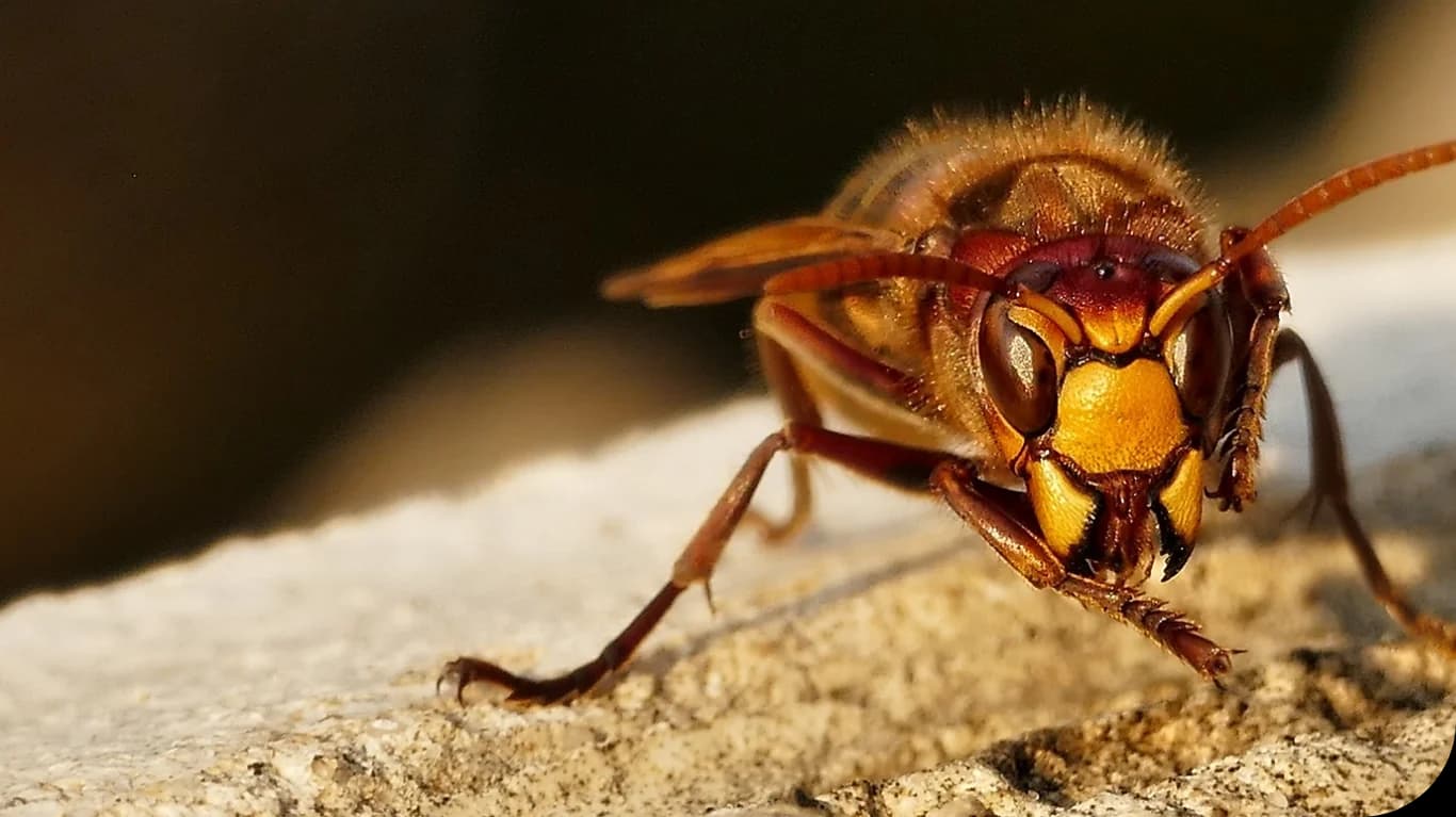 AntiFrelons21 - Destruction de nids de frelons et guêpes