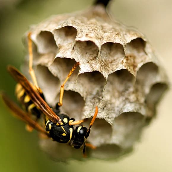 Destruction de nids de frelons asiatiques et guêpes à Dijon